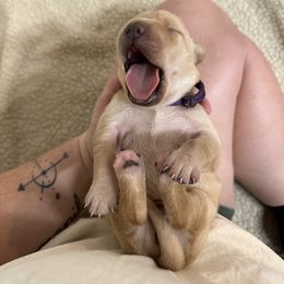 Labrador Retriever Puppies from Barefoot Kennels, LLC