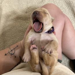 Labrador Retriever Puppies from Barefoot Kennels, LLC