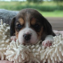 Belle - Black tan and white female Beagle puppy in Morrill, Kansas from Kelle Beagles