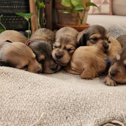 Dachshund Puppies from Dogwood Acre Dachshunds