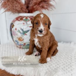 Kiln - Red  male Goldendoodle puppy in Roanoke Rapids, North Carolina from Sweeter than Honey Doodles