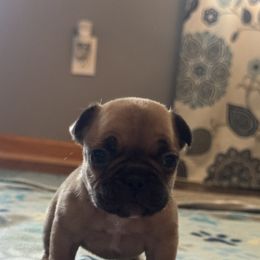 French Bulldog Puppies from Frenchie Kingdom