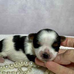 AKC Girl 2 4300 - Black tan and white female Biewer Terrier puppy in Nicholls, Georgia from Southeast Biewers