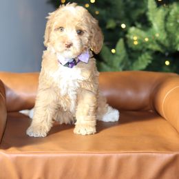 Moana - Australian Labradoodle puppy from Arrowhead Australian Labradoodles