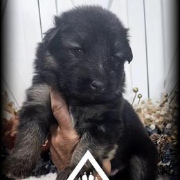 Ivy - Black and red female German Shepherd puppy in Sequim, Washington from German Shepherd Haus