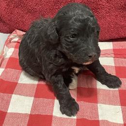 Movie - Black female Labradoodle puppy in Craig, Nebraska from Top Knot Companions Poodles and Labradoodles