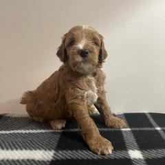 Goldendoodle Puppies from Goldendoodles of Maryland