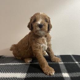 Goldendoodle Puppies from Goldendoodles of Maryland