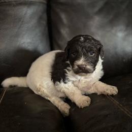 Onion - Chocolate male Labradoodle puppy in Somerset, California from Annie’s Animals