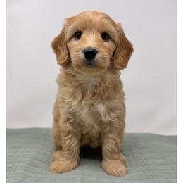 Shirley - Apricot female Australian Labradoodle puppy in Sacramento, California from Little Farmstead Labradoodles