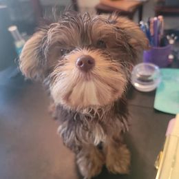 Yorkshire Terriers from Christina Chica's Yorkshire Terriers