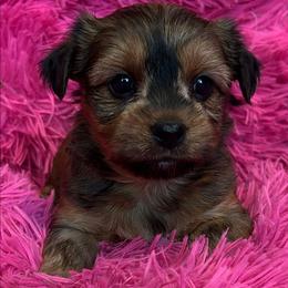 Stevie - Gold female Morkie puppy in Dighton, Massachusetts from Massachusetts Morkies