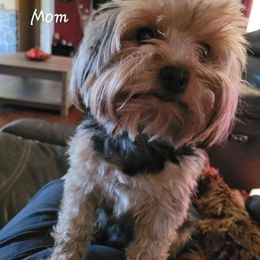 Gracie - Yorkshire Terrier