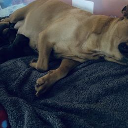 French Bulldogs from Amore Frenchies