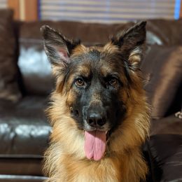Autumn - German Shepherd