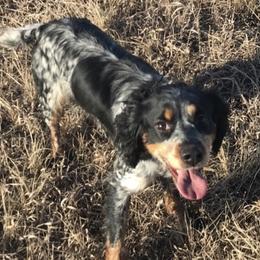 Basset Hounds and English Springer Spaniels from K&S Canines
