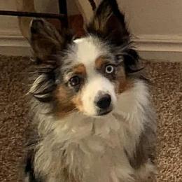 Aussiedoodles from Diamond H Puppies