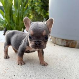 Blue Boy - Black and tan male French Bulldog puppy in Dawsonville, Georgia from Baros Kennel