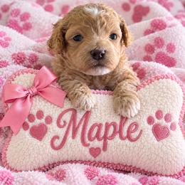 Maple - Red  female Goldendoodle puppy in Cumberland, Rhode Island from minigoldendoodlesofRI
