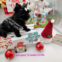 Spice - Black and tan female Yorkshire Terrier puppy in Charlotte, North Carolina from Queen City Yorkies