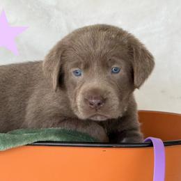 Silver light purple collar - Silver female Dilute Retriever puppy in Teton County, Montana from East Front Labradors & Treasure State Schnauzers