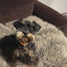 Bubbles - Miniature Schnauzer