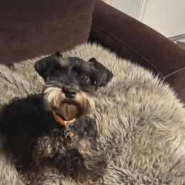 Bubbles - Miniature Schnauzer