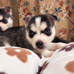 Darcy - Black and white female Pomsky puppy in Mannington Township, New Jersey from Little Husky Hutt