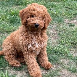 Belle - Red female Double Doodle puppy in Deer Park, Washington from Doodle Paw Ranch
