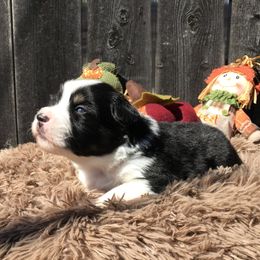Miniature American Shepherd Puppies from Southern Charm Mini Aussies