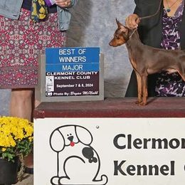 CHOOSING BEST SIRE - Miniature Pinscher