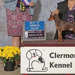 CHOOSING BEST SIRE - Miniature Pinscher