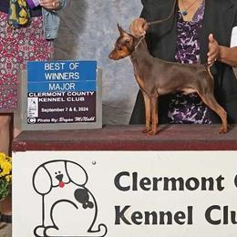 CHOOSING BEST SIRE - Miniature Pinscher
