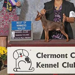 CHOOSING BEST SIRE - Miniature Pinscher