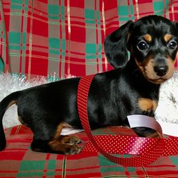 Dachshund Puppies from Hidden Haven Dachshunds