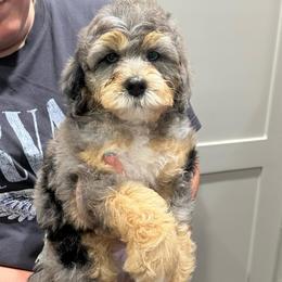 Noah - Blue merle male Bernedoodle puppy in Oologah, Oklahoma from Timber Hills Poodles and Doodles