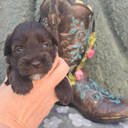 Hazel - Liver female Miniature Schnauzer puppy in Hickory, North Carolina from Selene's Schnauzers