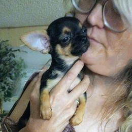 Chihuahua Puppies from Small and Mighty Chihuahuas