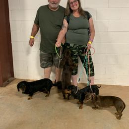 Dachshund Puppies from Howard's Hillside Farms