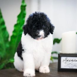 Sheepadoodle Puppies from The Farms Precious Doodles