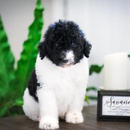 Sheepadoodle Puppies from The Farms Precious Doodles