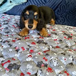 Peep - Black and tan female Dachshund puppy in Wolf Lake, Indiana from Canisteo Dachshunds