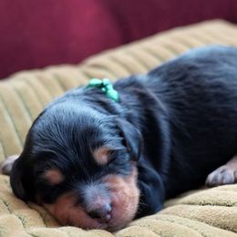 Mabel - Phantom female Bernedoodle puppy in Folsom, Louisiana from DoodlesFarmCo