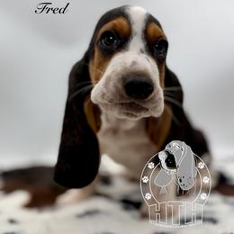 Fred - Black white and brown male Basset Hound puppy in Dingess, West Virginia from Tuckers' Howling Hounds