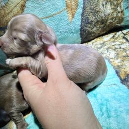 Girl 1 - Dapple female Dachshund puppy in Umatilla County, Oregon from Divine Dogs