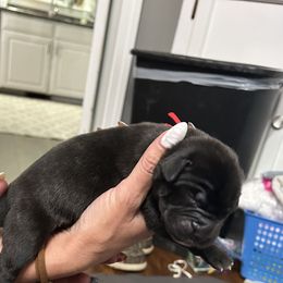 Mastiff Puppies from Halfway Creek Farms