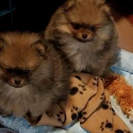 Pomeranian Puppies from Dreamweaver Poms