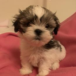 Girl 2 - Red and white female Shih Tzu puppy in Foristell, Missouri from Lakewood