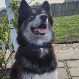 Macchiato - Siberian Husky