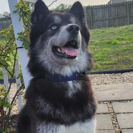 Macchiato - Siberian Husky